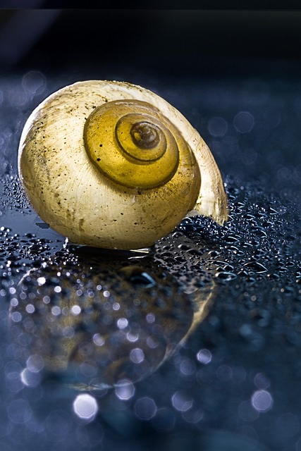 Schnecke mit Gehäuse