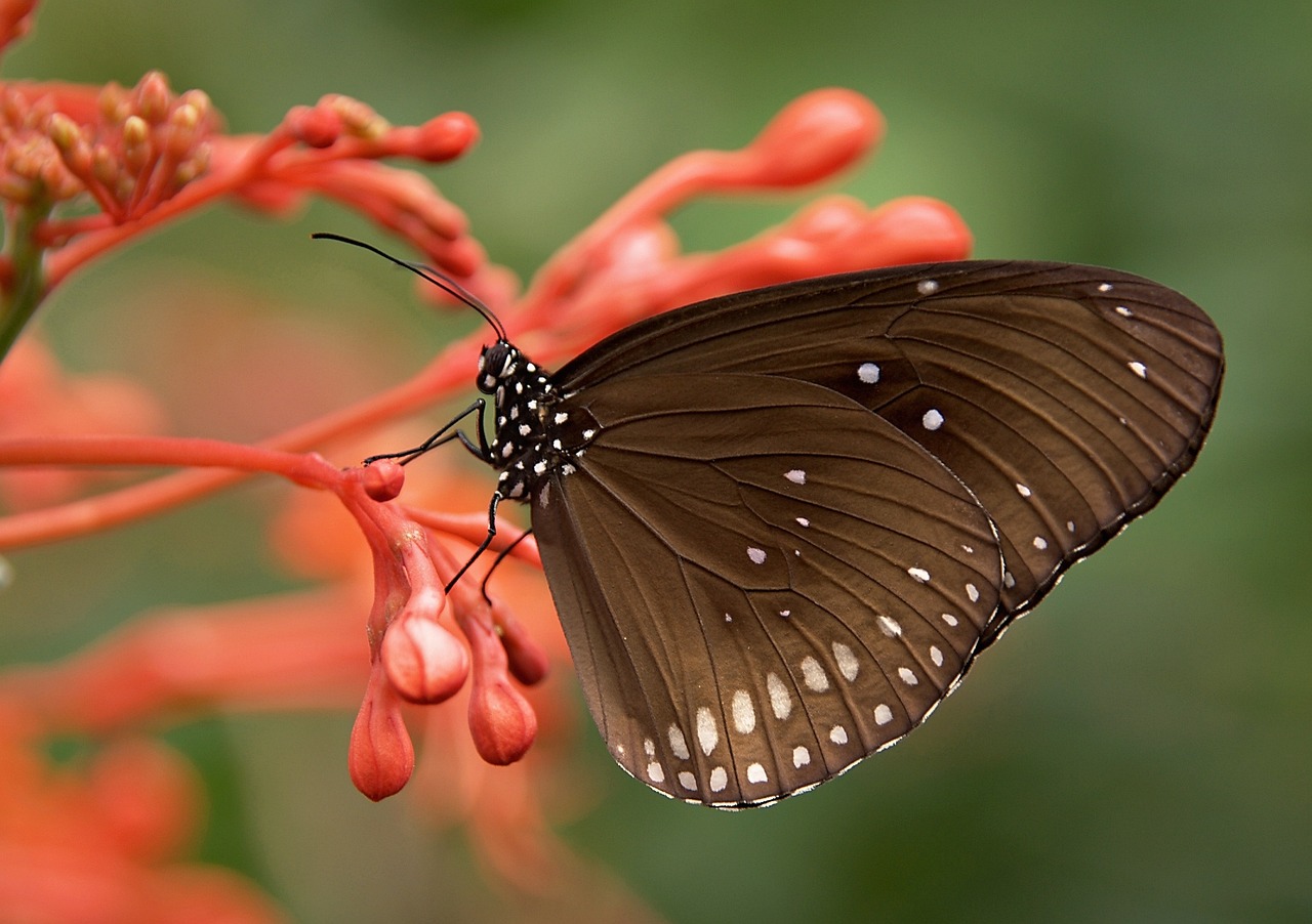 Schmetterling 2