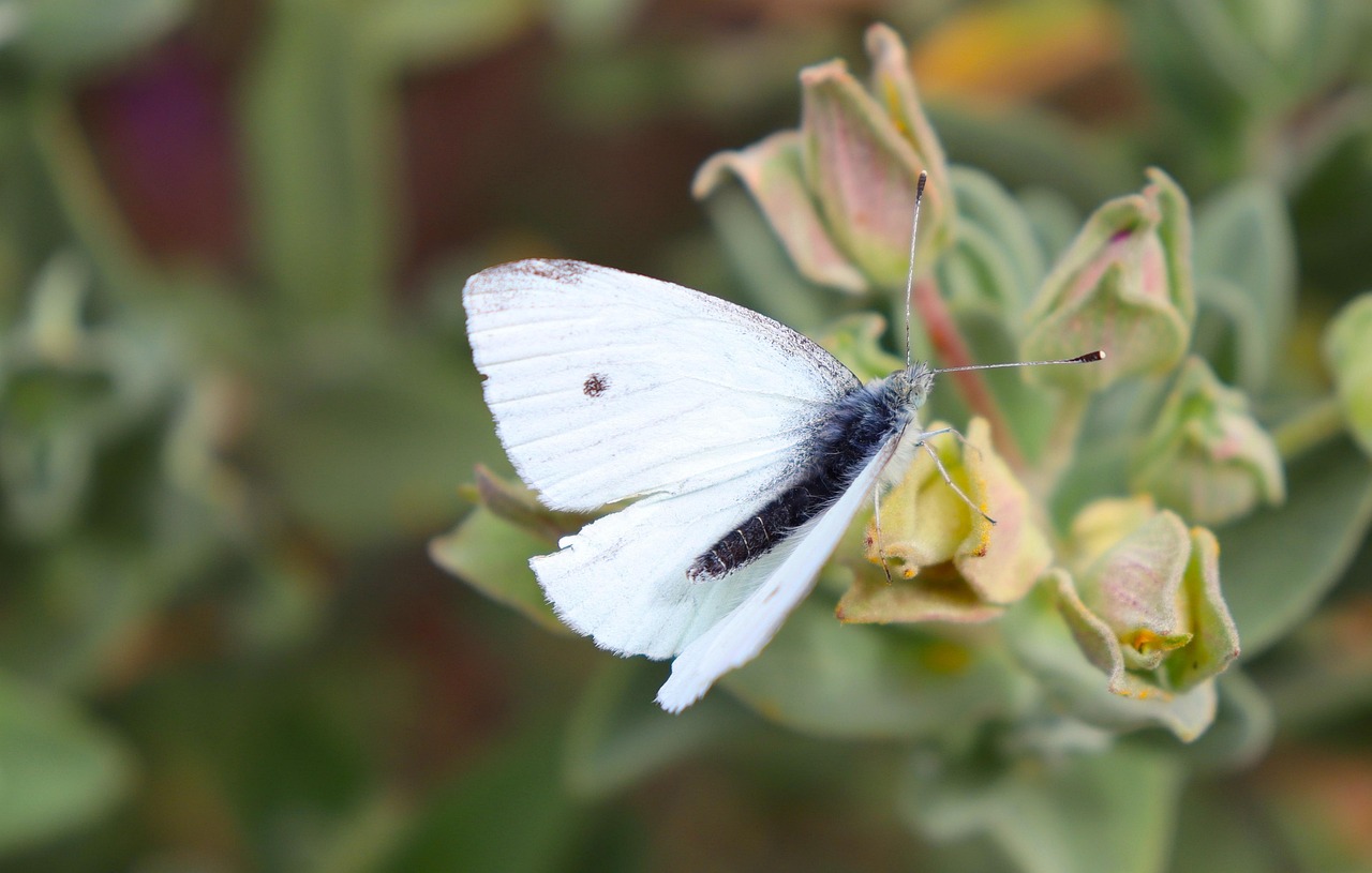 Schmetterling 1